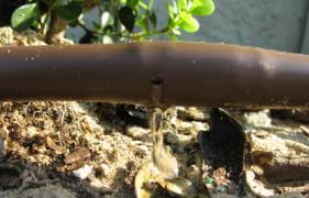 drip irrigation watering